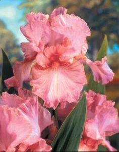 IRIS GERMANICA PINKY-SALMON BEARDED IRIS SUMMER PERENNIAL PLANT aquatic - Picture 1 of 1
