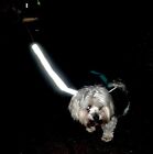 LNIANA SKARPETA Smycz odblaskowa Świecąca smycz dla psa Świecąca smycz BEZ baterii LED
