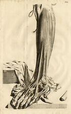 Antique Medical Print-MUSCLES-LEG-T. 81-Cowper-Bidloo-1739