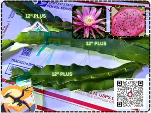 Asunta 4 Dragon Fruit 12"+ STARTER PLANT Cutting - Picture 1 of 5