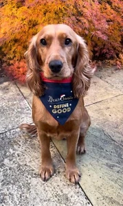 Weihnachten Hund Bandana Halstuch Krawatte Xmas Frech Schön Definieren Gut - Bild 1 von 9