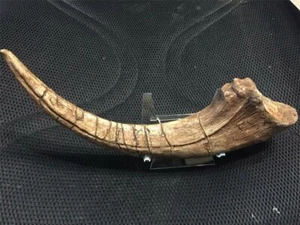 MEGARAPTOR CLAW  REPLICA 15 ". SHOWING  ALL FRACTURES & FLAWS. A SUPER PRICE!! - Picture 1 of 11