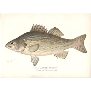 Original um 1900 DENTON antiker farbiger Fischdruck - DER WEISSE BARSCH - Bild 1 von 1