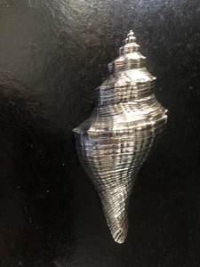 DECORATIVE CONCH SHELL Silvertone COLOUR - Picture 1 of 6