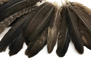 6 Pieces - Natural Brown Wild Turkey Rounds Secondary Wing Quill Feathers Supply - Picture 1 of 9