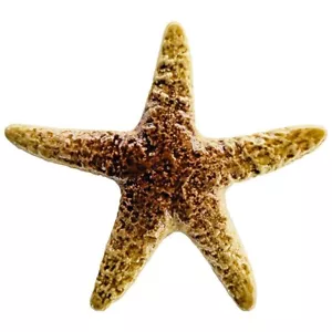 5" Frostproof Porcelain Starfish for Swimming Pool or Wall - 4 colors - Picture 1 of 5