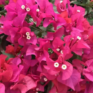30Pcs Mixed Color Bougainvillea Bonsai Flower Plant Seeds Balcony Home Garden - Picture 1 of 6