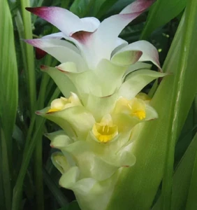 Kurkuma Pflanze 3xRhizom BIO White Olena Curcuma Longa QUALITÄTSZWIEBELN Kurkuma - Bild 1 von 3