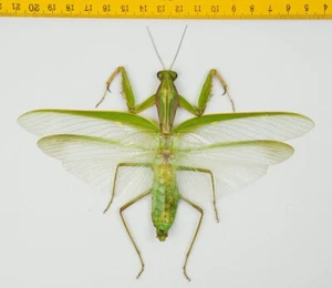 MANTIS - Hierodula sp (Large! Rare!) - Cameron Highlands - MALAYSIA - 9569 - Picture 1 of 1