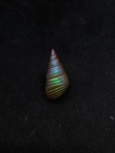 Rare, Phasianotrochus eximius rainbow kelp Maireener aboriginal sea shell #13607 - Picture 1 of 4