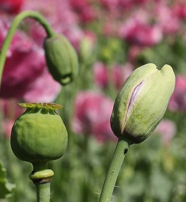 20,000 Mixed Turkish Papaever Somniferum Poppy Seeds For Planting 2025 Harvest - Image 1 of 4