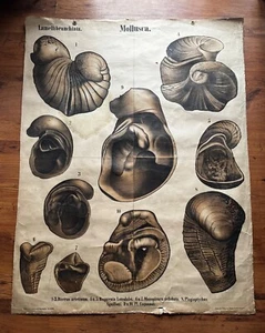 Gran carta escolar vintage fósiles paleontología por Karl Alfred Von Zittel 1879 - Imagen 1 de 16