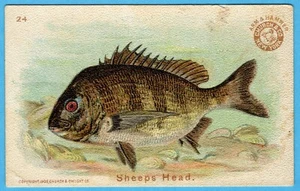 Carta Serie Pesce Braccio Testa di Pecora e Martello Chiesa & Co #24 1900 - Foto 1 di 2