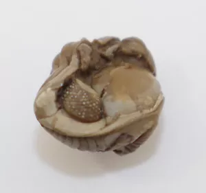 Trilobit, Eophacops sprogensis, Silur, Ludlow, Mulde Gotland, Svezia-L68 - Foto 1 di 9