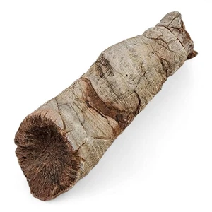Horn Coral Fossilized Specimen Lake Michigan 98.2 grams. - Picture 1 of 3