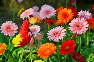 AFRICAN DAISY GERBERA FLOWER SEEDS Cut Flowers  Gerbera Flowers Flower Garden - Picture 1 of 1