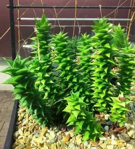 TT 1217XG Astroloba Foliolosa Cactus Suculentas Semillas Pieza 2 - Imagen 1 de 1