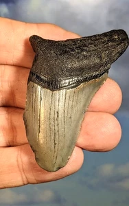 Megalodon Hai Fossil Zahn. 70mm. Verpackt. Wie abgebildet. 12-15 Millionen Jahre alt. - Bild 1 von 4