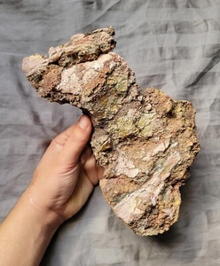 Seltenes riesiges Trimerorhachis Fossil Amphibienschädel Knochen mit Zähnen Permzeitalter - Bild 1 von 3