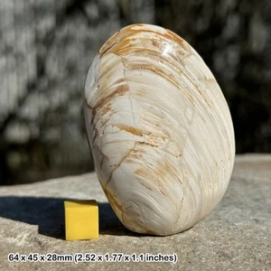 Große polierte Bivalve Fossil Jurassic Madagaskar FSE217 ✔100 % Original - Bild 1 von 1