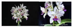 Setzling - Cattleya amethystoglossa var. coerulea x sib - Bild 1 von 3