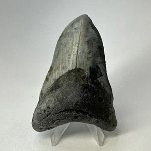 Megalodon Haizahn 3,84 Zoll pathologisch - einzigartige Form - echtes Fossil 19439 - Bild 1 von 9