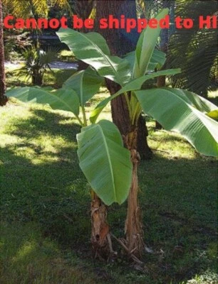 Cold Hardy Banana Tree Live Edible Hardiness Zone 4-10 Musa Basjoo 4 Inch Pot - Image 1 of 4