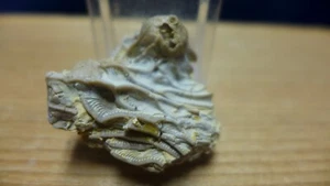 GEOLOGICAL ENTERPRISES Ordovician fossil Crinoid Pararchaeocrinus decoratus Okla - Picture 1 of 5