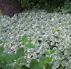 30 Snow on the Mountain Perennial Plant Ground Cover Bare Roots Spring Pre Order - Picture 1 of 2