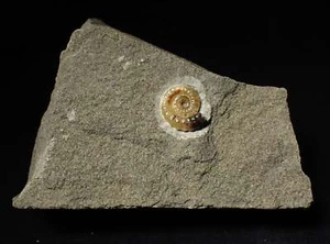 Calcite Promicroceras ammonite fossil display piece 15mm Jurassic Coast Fossils - Picture 1 of 6