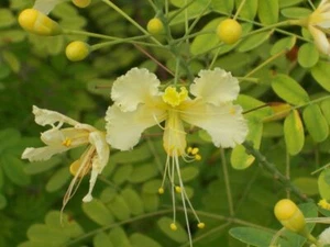 Caesalpinia pulcherrima WHITE BIRD OF PARADISE SHRUB Seeds! - Picture 1 of 1