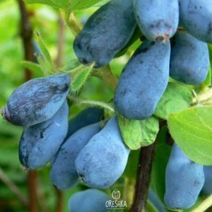 Lonicera caerulea var. kamtschatica 20 PCS fresh seeds, Blue honeysuckle seeds - Picture 1 of 8