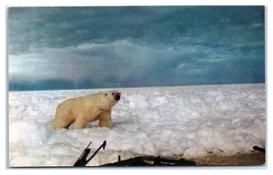 Polar Bear at Bay on Ice Flow near Barrow Alaska Postcard - Picture 1 of 2