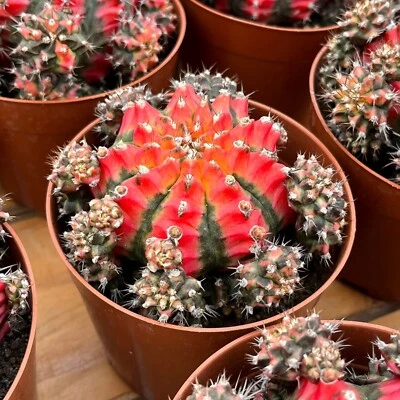 4'' Cactus Flower Butterfly, Live Cactus Plants,Rare Plants - Image 1 of 4