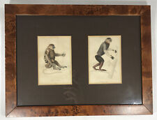 Antique Engravings The natural history Of Monkeys Sir William Jardine 1833