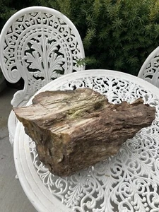 Huge petrified wood log/slab tree fossil art display fresh estate Yard 40 Lbs - Picture 1 of 14