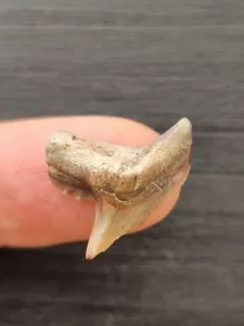 Dente di squalo tigre alto 2,0 cm dal Perù - dente squalo fossile - Foto 1 di 3
