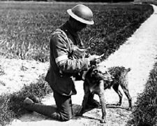Soldier reading message from messenger Dog 8x10 WWI WW1 Photo 26