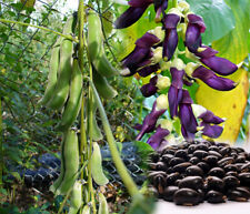 Velvet Beans Mucuna Pruriens  (Monkey Tamarind)  Organic 25 Seeds