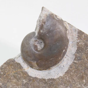 Goniatit, Manticoceras drevermanni, Devon, Frasne, Marsberg, Deutschland-b939 - Picture 1 of 4