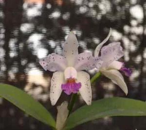 Cattleya amethystoglossa var. coerulea ( Lisa x Payaguas)! Super Farbform! - Bild 1 von 4