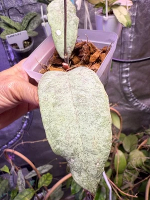 Hoya Mitrata sp Buntok Silver Plant. - Image 1 of 4