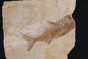 Large Fossil Fish Dapalis Macarus Incomplete Oligocene France n56 - Picture 1 of 3