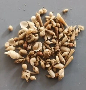 100 pcs assorted seashells Philippines 3-12 mm DEEP WATER (18) - Picture 1 of 4