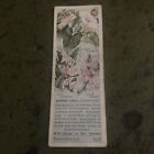 Typhoo Tea Card: Wild Flowers In Their Families No. 19 Bindweed Family 1930?s