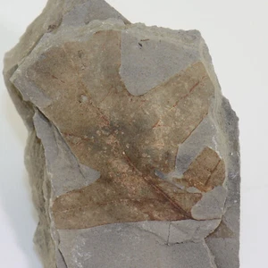 Foglia, Quercus praeerucifolia, Terziario, Pliocene, Willershausen, Germania-L200 - Foto 1 di 4