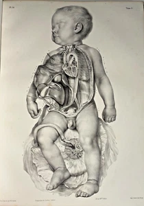 ANATOMY OF MAN AND ANIMAL 1834 BOURGERY 60 BOARDS VOLUME 8 COMPLETE - Picture 1 of 14