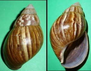 Lissachatina fulica ACHATINIDAE Philippines Land Snail Shells 60mm F++ - #6214 - Picture 1 of 1