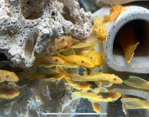 Lemon Blue Eye Bristlenose Pleco - Snow White Gene Carrier - (6 Pack) - Picture 1 of 6
