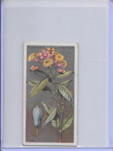 1904 Clove Useful Plants & Fruits Imperial Tobacco John Player & Sons Card - Bild 1 von 2